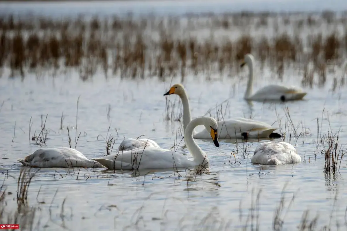 سرخرود مازندران میزبان قو‌های آوازخوان 
