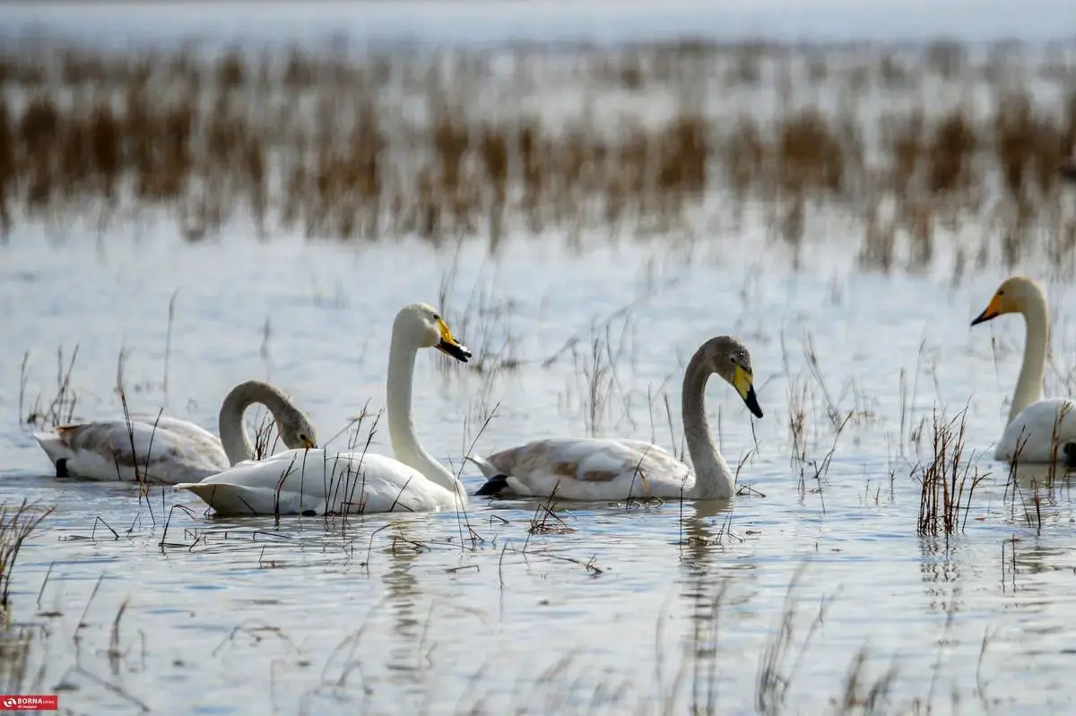 سرخرود مازندران میزبان قو‌های آوازخوان 