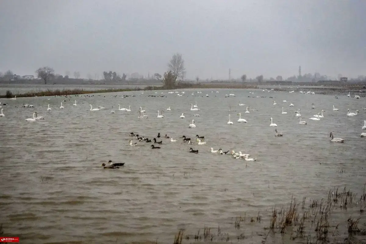 سرخرود مازندران میزبان قو‌های آوازخوان 