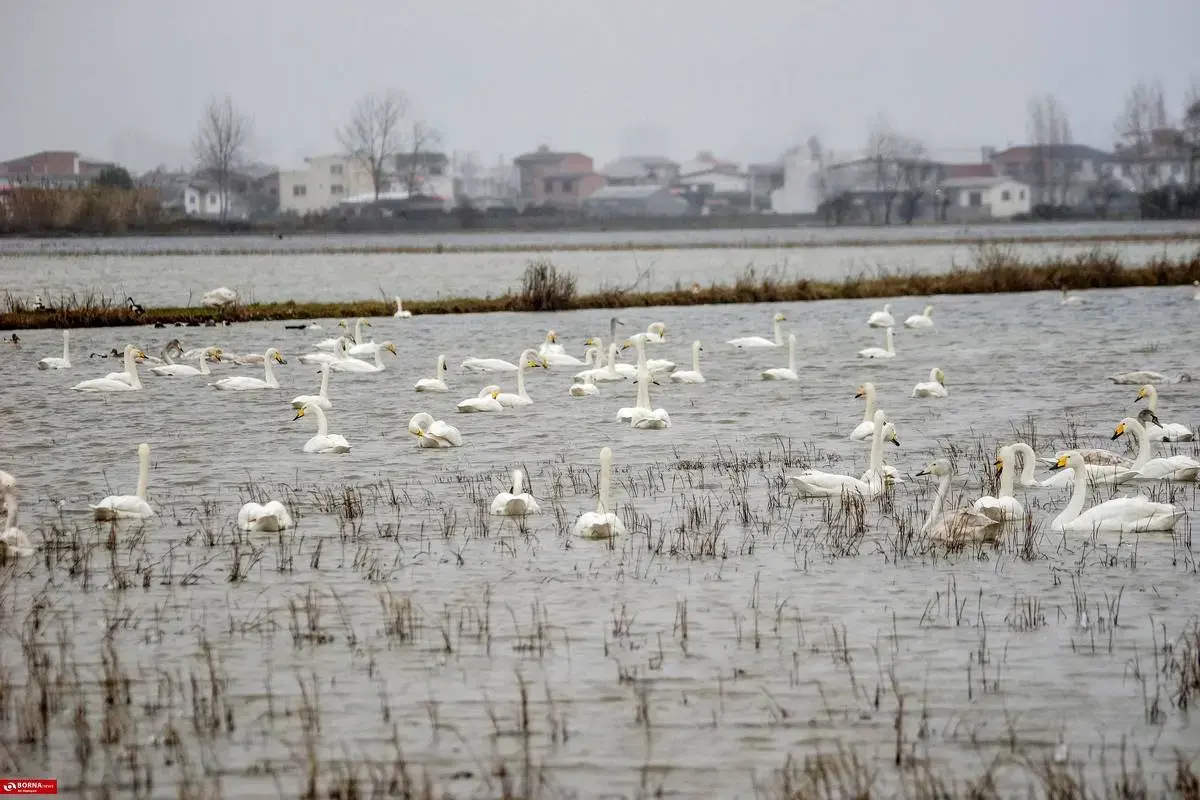 سرخرود مازندران میزبان قو‌های آوازخوان 