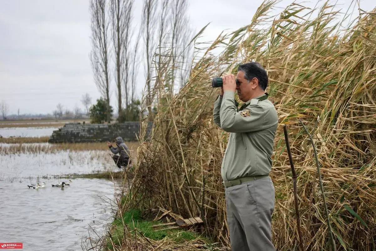 سرخرود مازندران میزبان قو‌های آوازخوان 