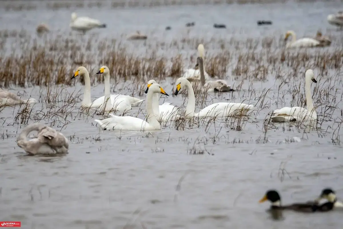 سرخرود مازندران میزبان قو‌های آوازخوان 