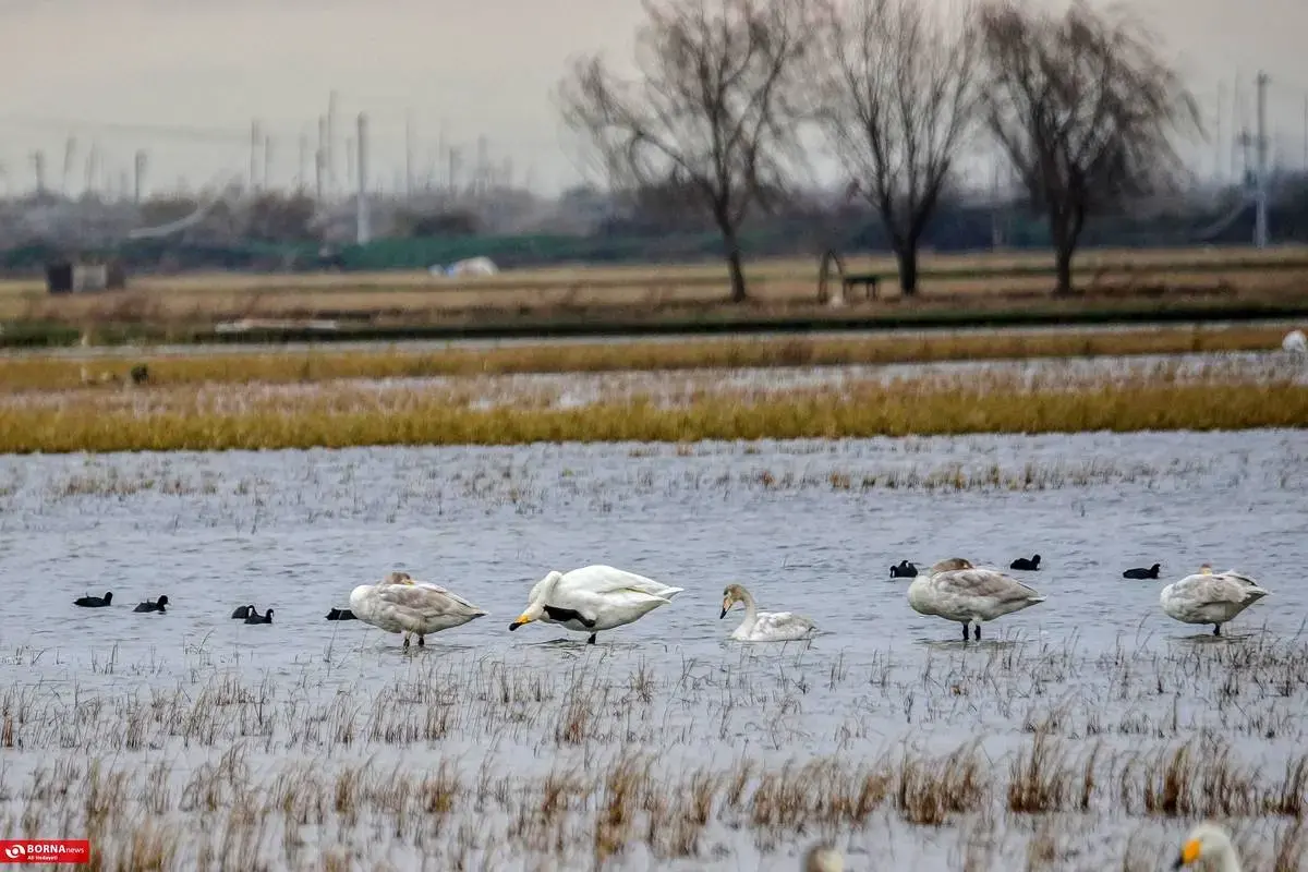 سرخرود مازندران میزبان قو‌های آوازخوان 