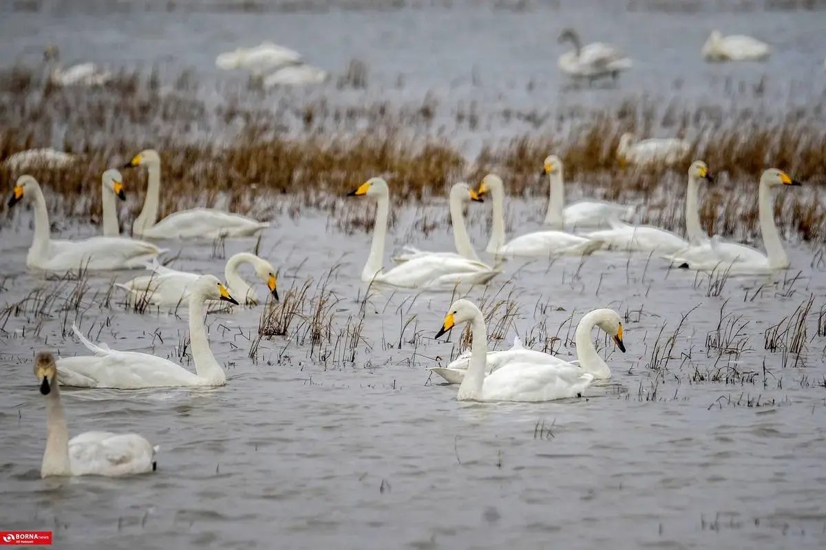 سرخرود مازندران میزبان قو‌های آوازخوان 