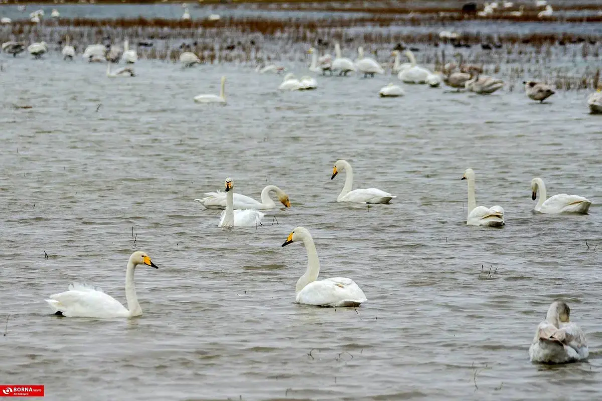 سرخرود مازندران میزبان قو‌های آوازخوان 