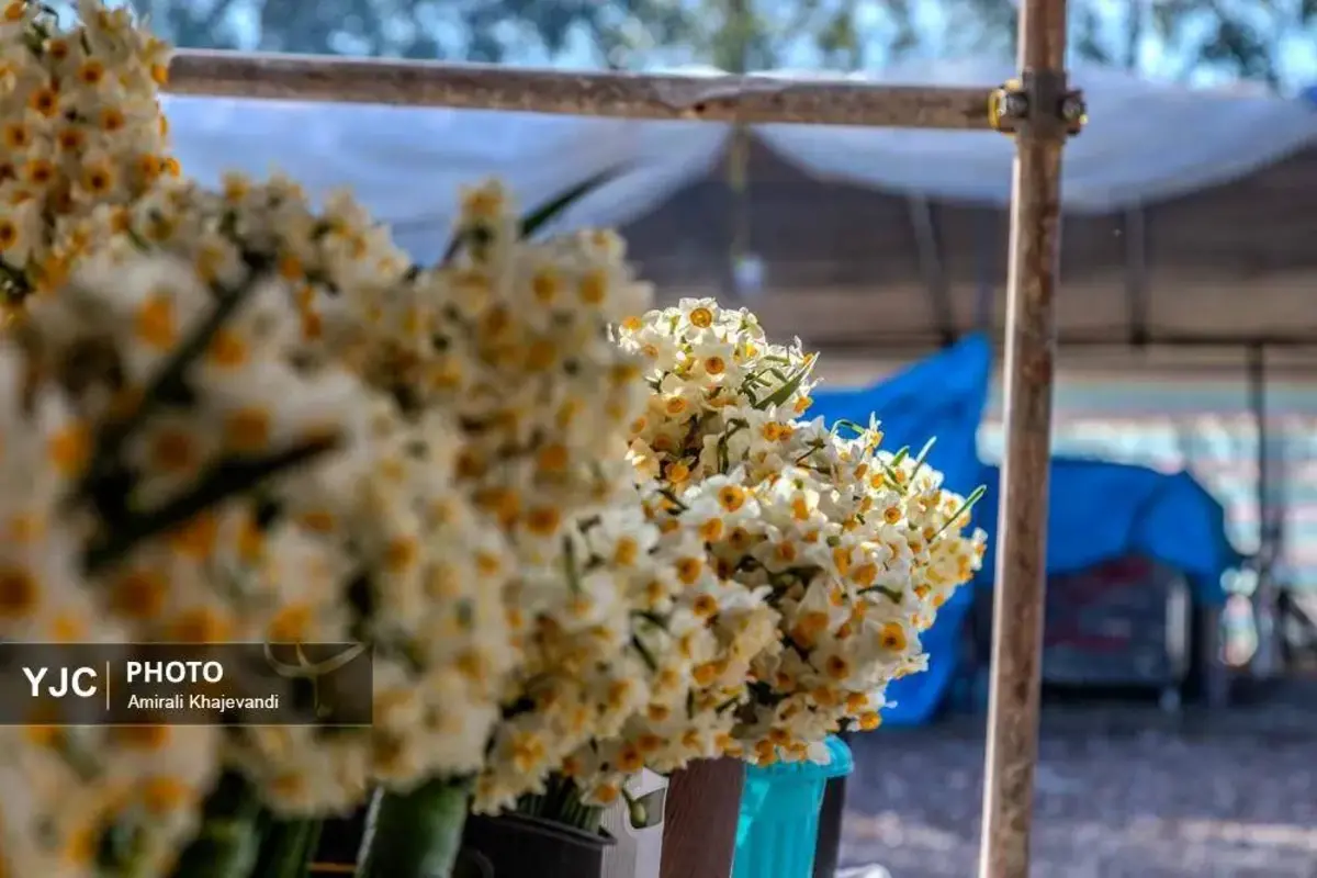 عرضه شاخه‌های خوش‌عطر گل نرگس در مازندران