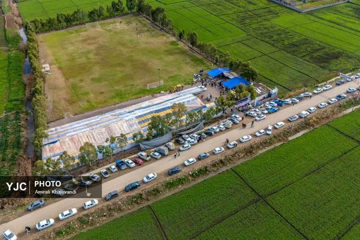 عرضه شاخه‌های خوش‌عطر گل نرگس در مازندران