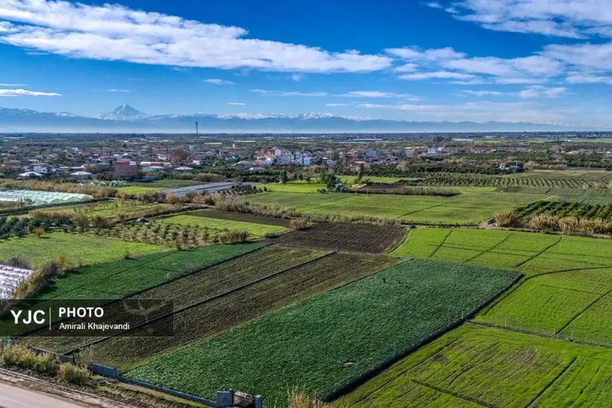 عرضه شاخه‌های خوش‌عطر گل نرگس در مازندران