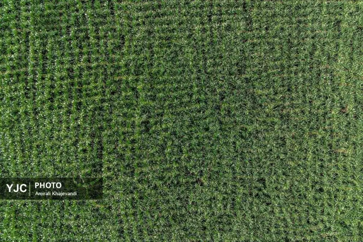 عرضه شاخه‌های خوش‌عطر گل نرگس در مازندران