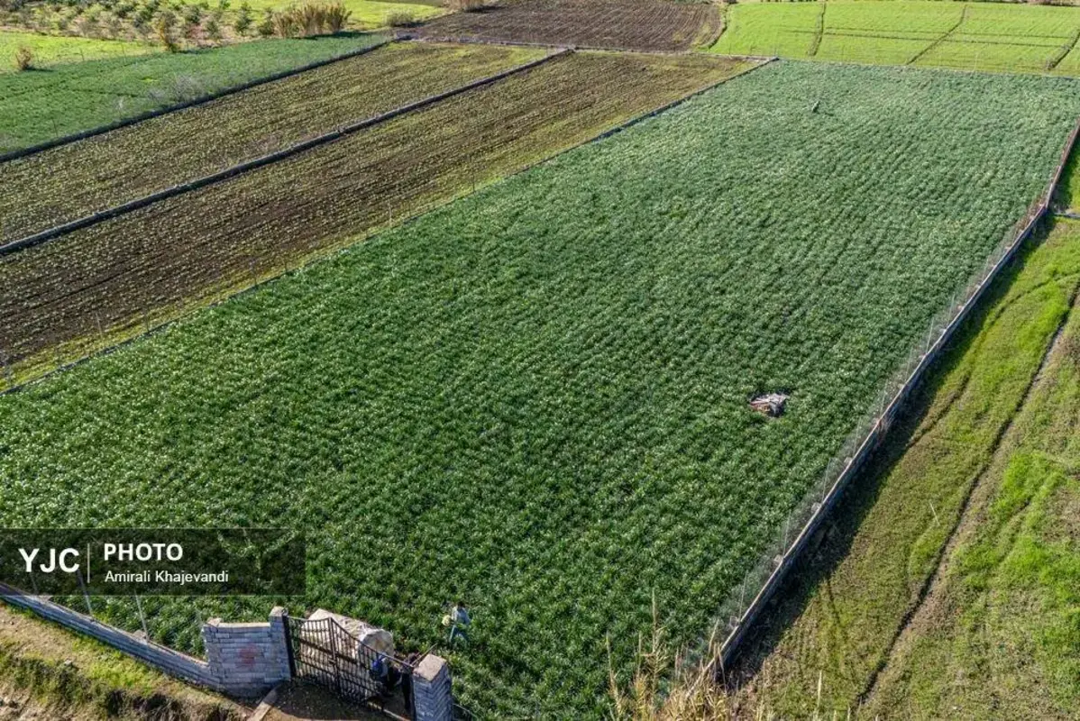 عرضه شاخه‌های خوش‌عطر گل نرگس در مازندران