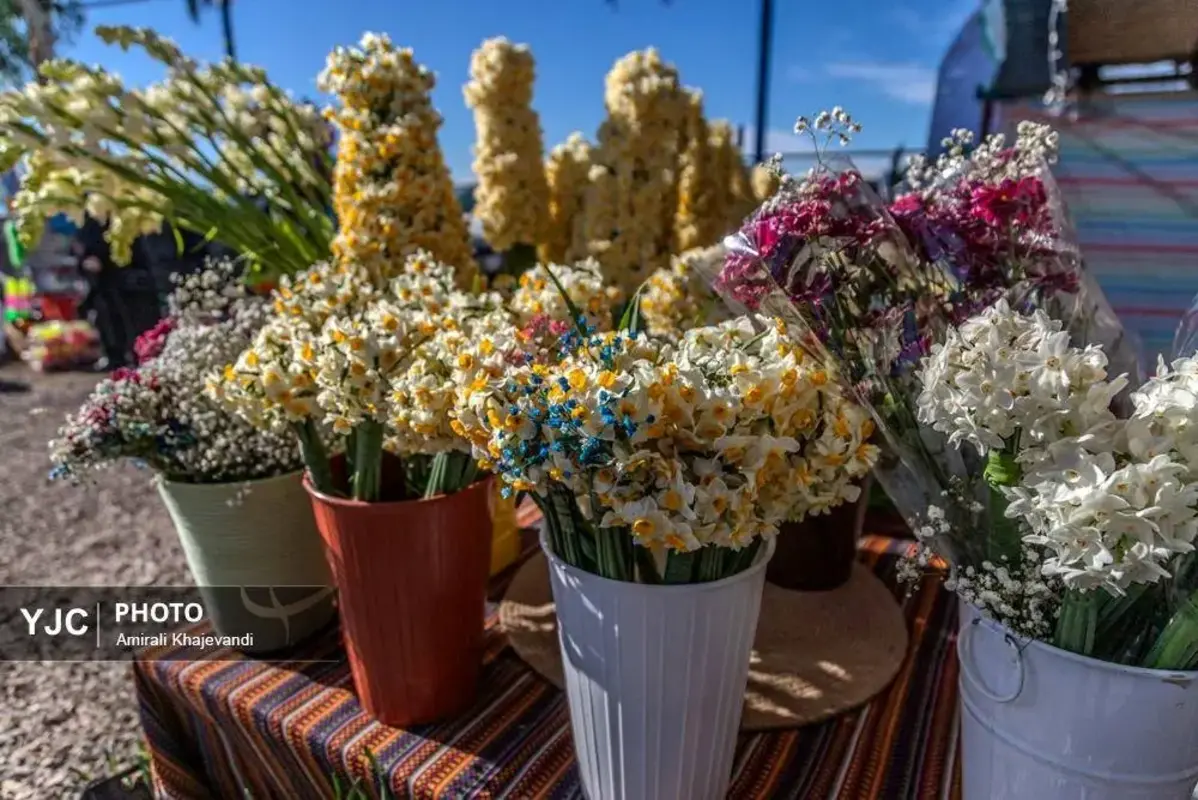 عرضه شاخه‌های خوش‌عطر گل نرگس در مازندران