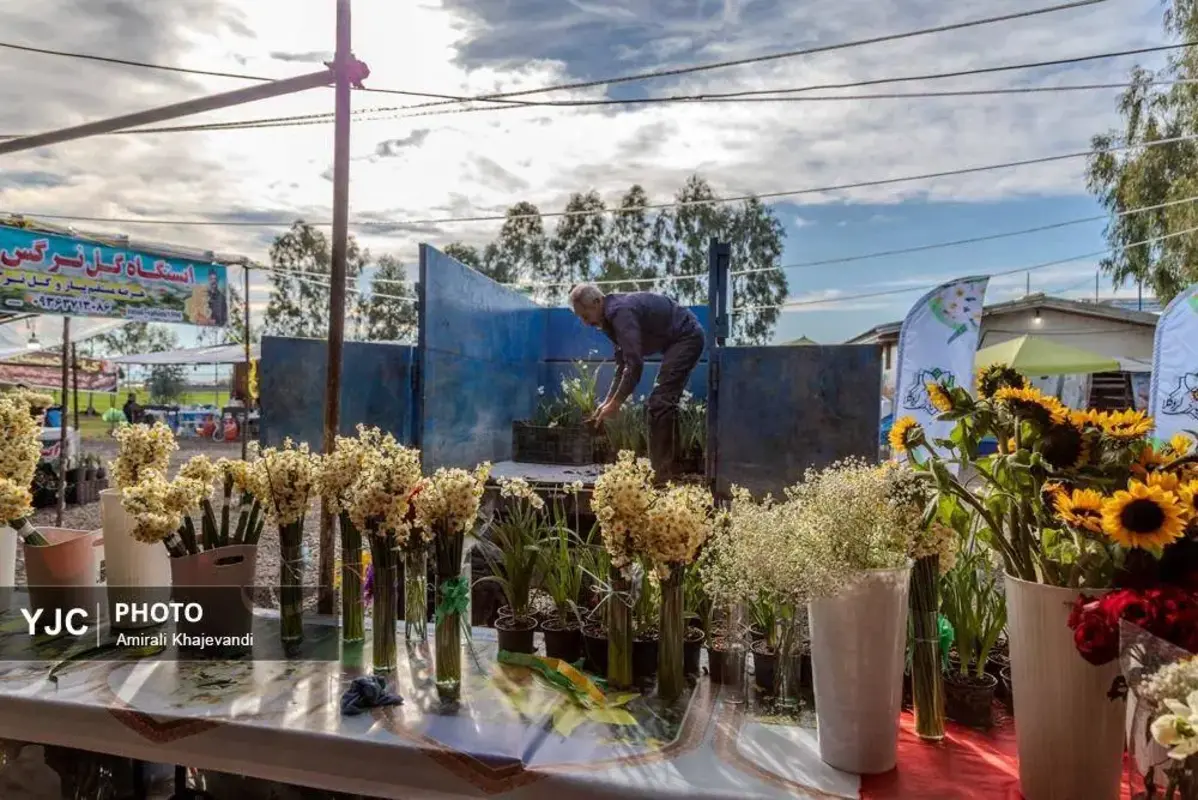 عرضه شاخه‌های خوش‌عطر گل نرگس در مازندران