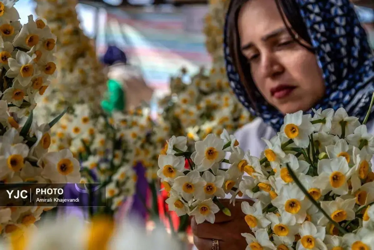 عرضه شاخه‌های خوش‌عطر گل نرگس در مازندران