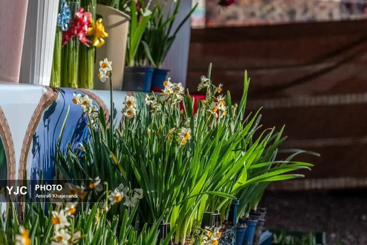 عرضه شاخه‌های خوش‌عطر گل نرگس در مازندران