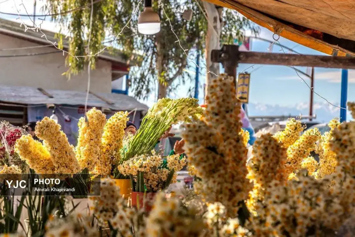 عرضه شاخه‌های خوش‌عطر گل نرگس در مازندران