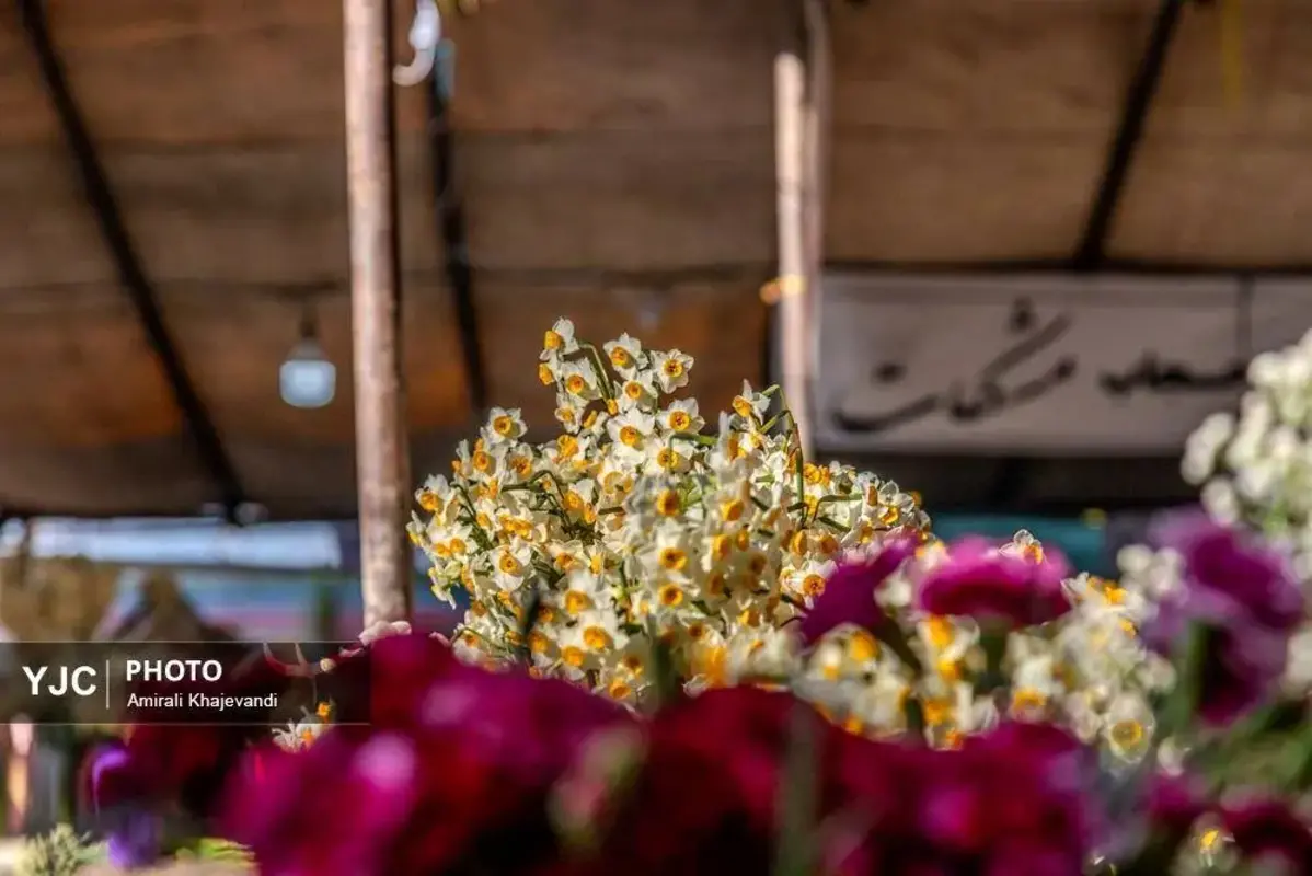 عرضه شاخه‌های خوش‌عطر گل نرگس در مازندران