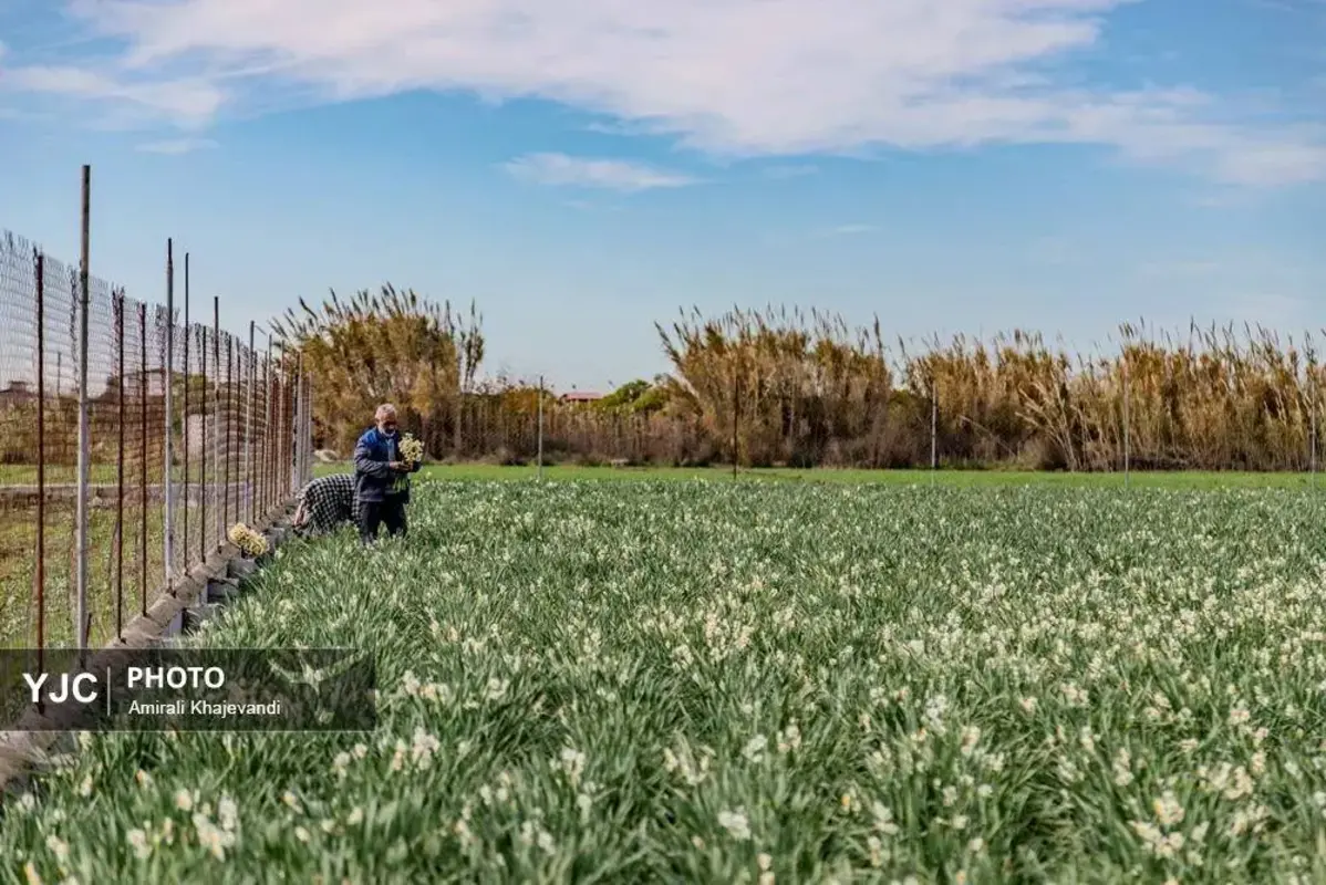 عرضه شاخه‌های خوش‌عطر گل نرگس در مازندران