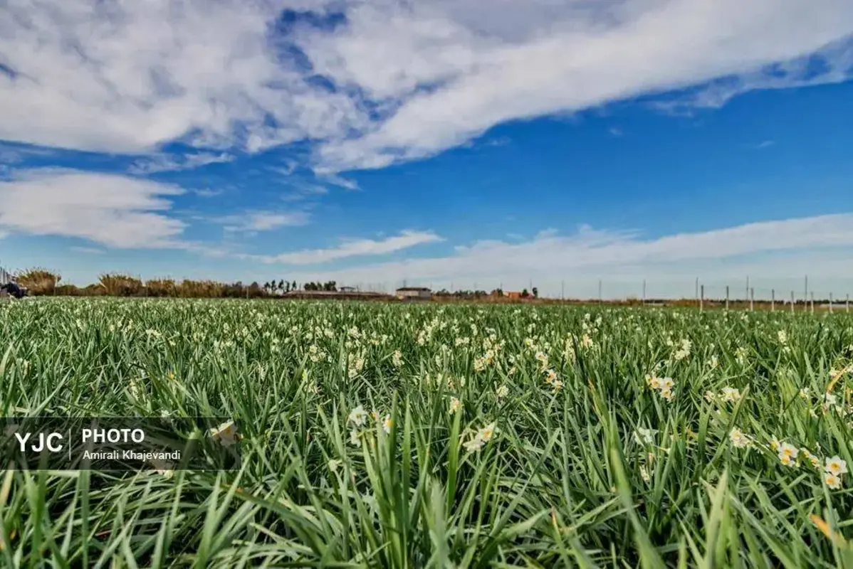 عرضه شاخه‌های خوش‌عطر گل نرگس در مازندران