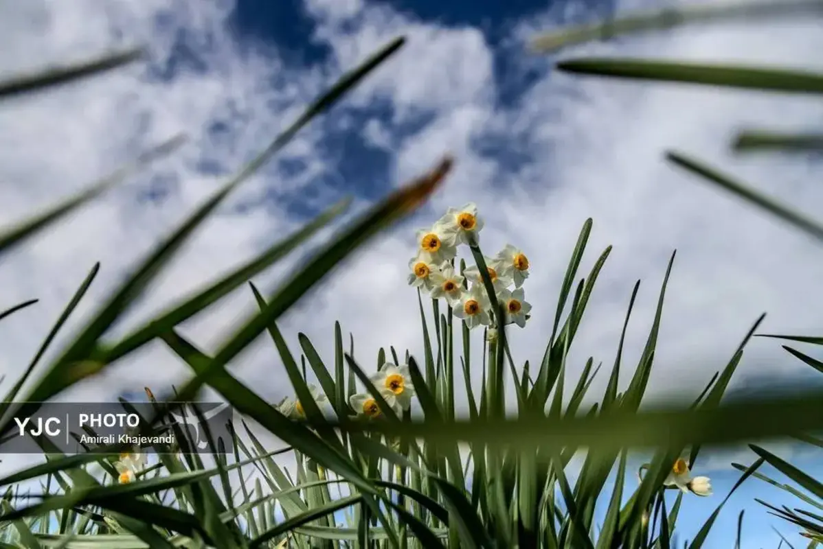 عرضه شاخه‌های خوش‌عطر گل نرگس در مازندران