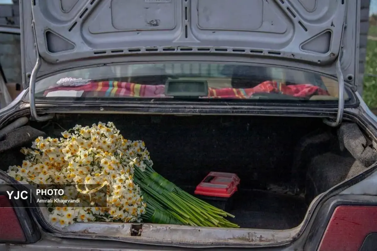 عرضه شاخه‌های خوش‌عطر گل نرگس در مازندران