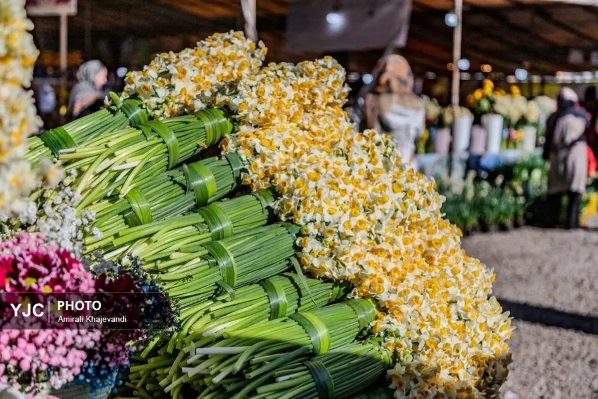 عرضه شاخه‌های خوش‌عطر گل نرگس در مازندران