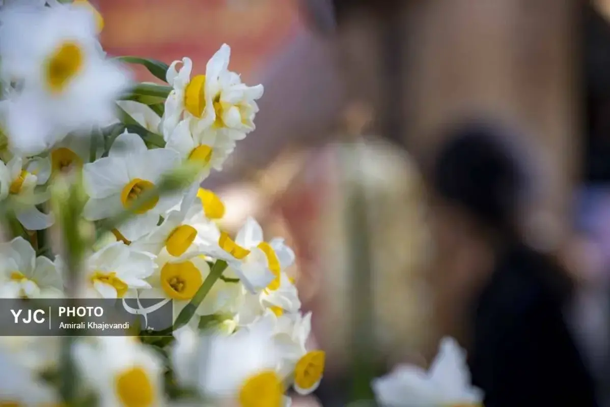 عرضه شاخه‌های خوش‌عطر گل نرگس در مازندران