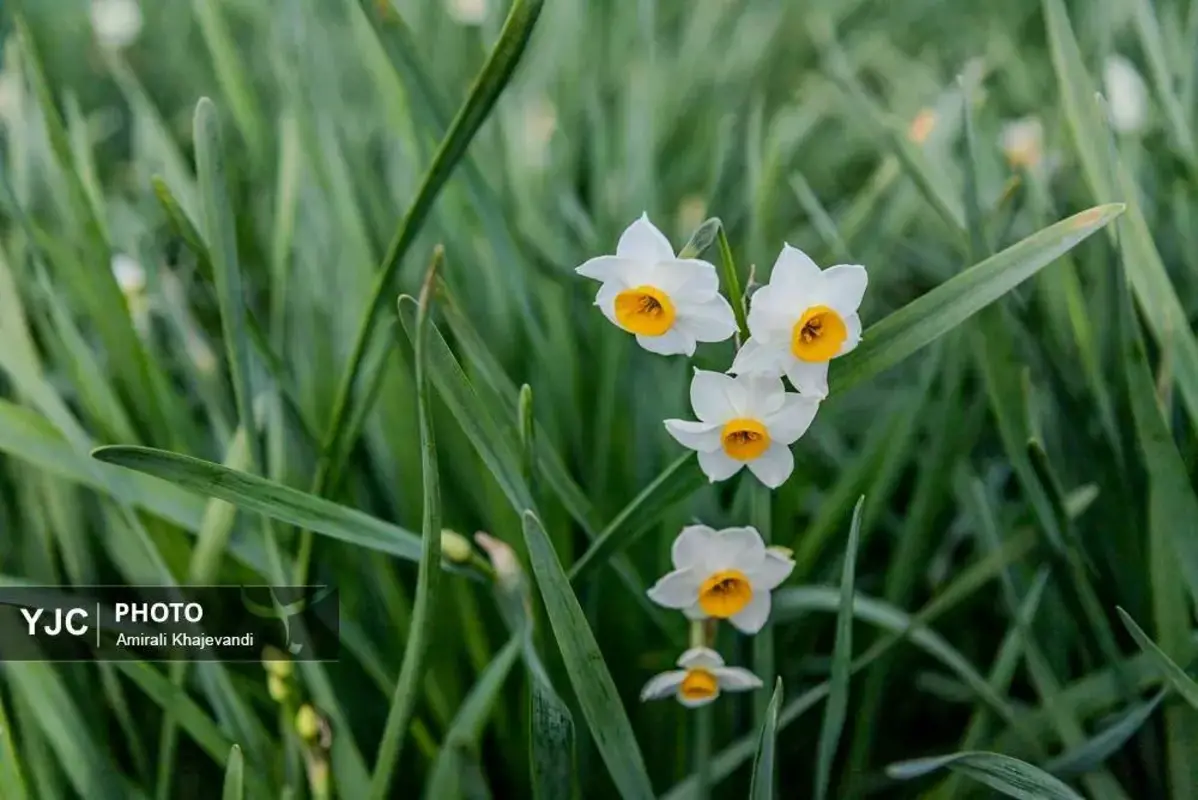 عرضه شاخه‌های خوش‌عطر گل نرگس در مازندران