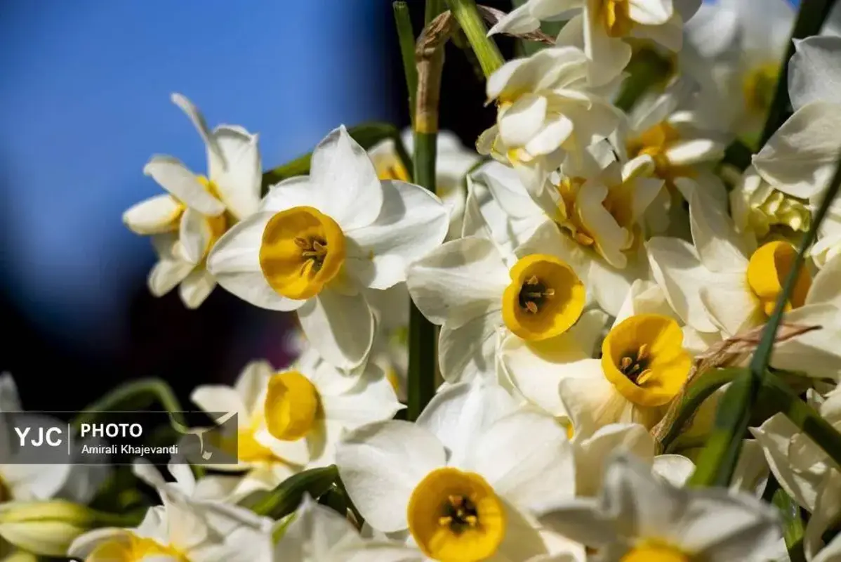 عرضه شاخه‌های خوش‌عطر گل نرگس در مازندران