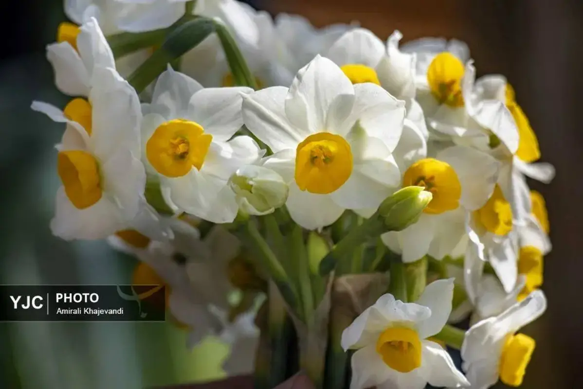 عرضه شاخه‌های خوش‌عطر گل نرگس در مازندران