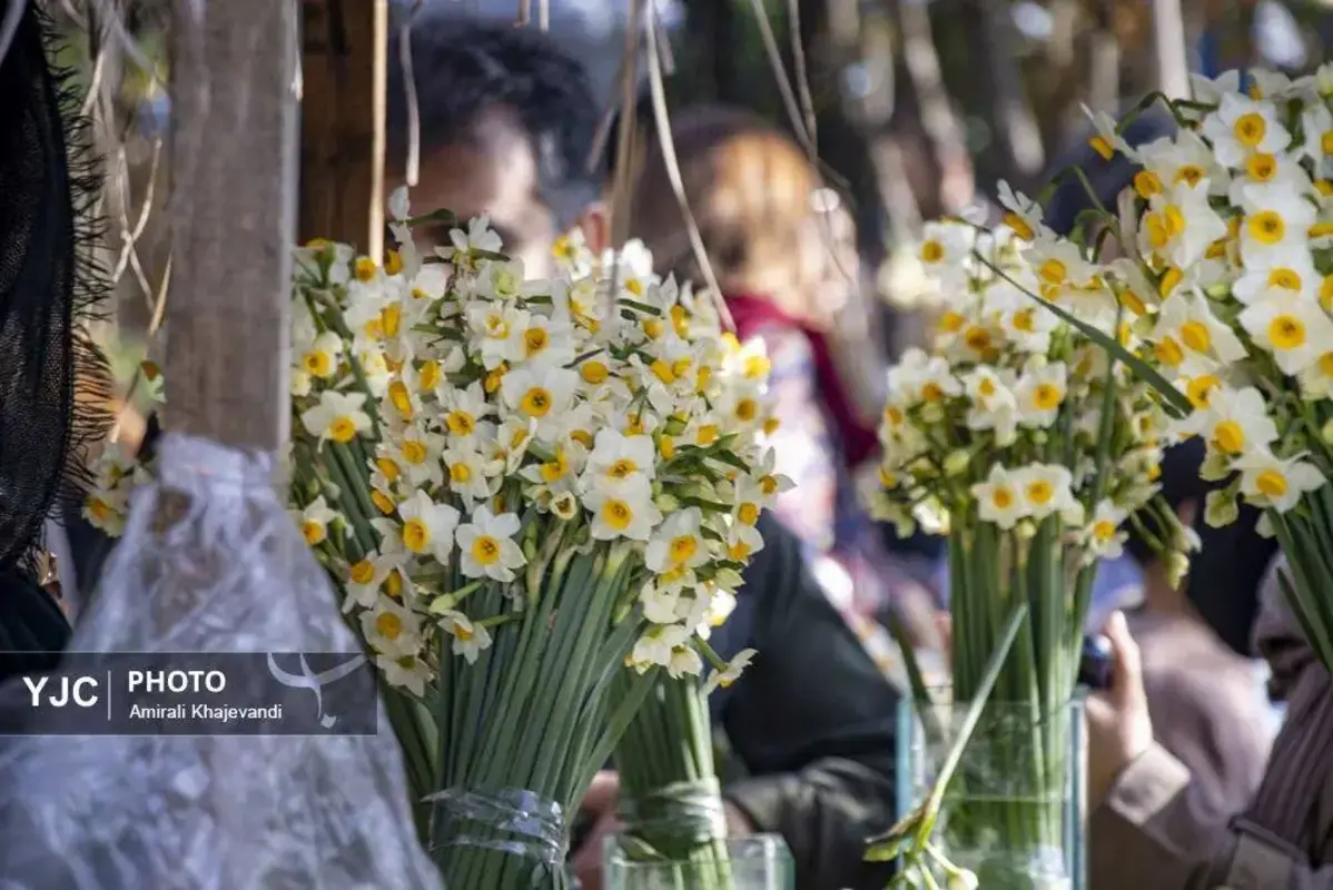 عرضه شاخه‌های خوش‌عطر گل نرگس در مازندران