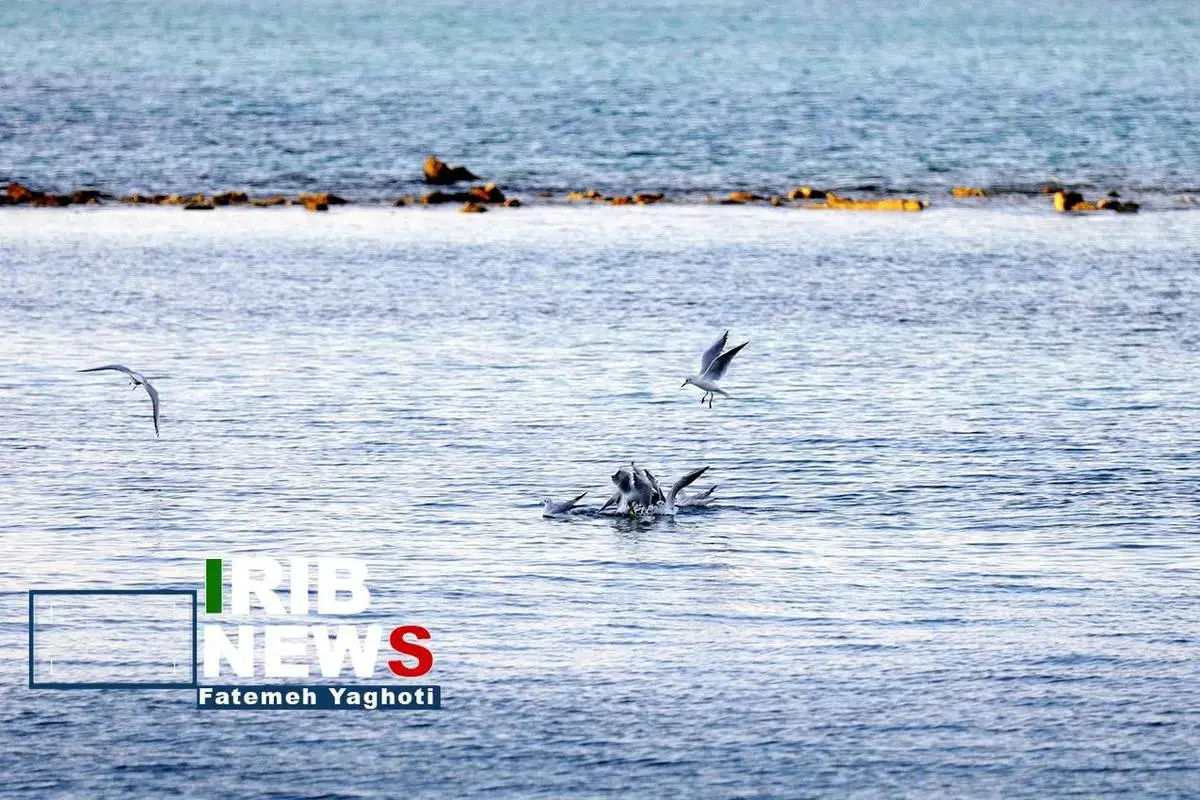 این روزها در جزیره کیش چه می‌گذرد؟ 