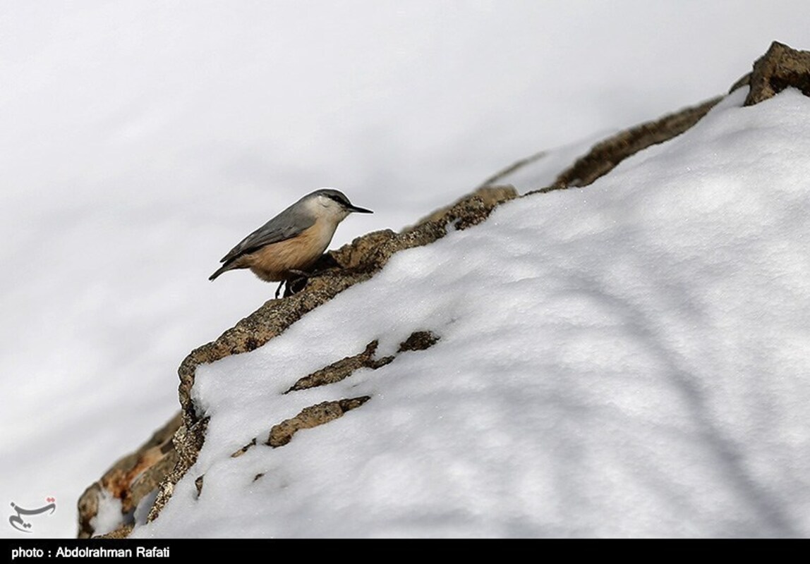 آبشار گنجنامه همدان یخ زد