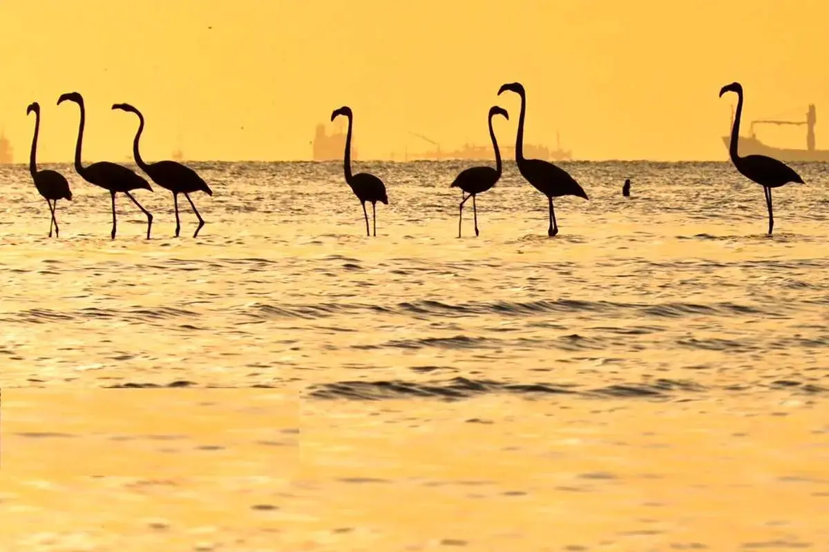 فلامینگوها میهمان آب‌های گرم خلیج فارس 