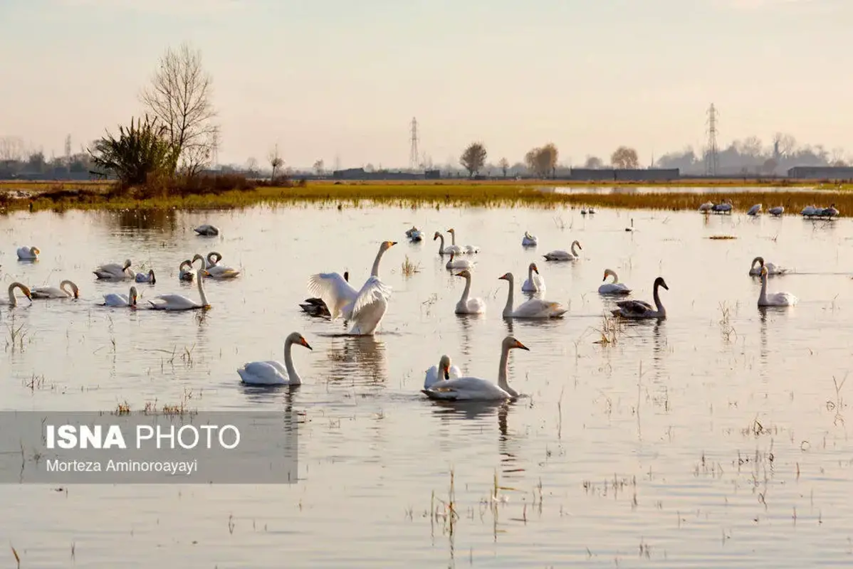 وقتی تالاب می‌میرد 