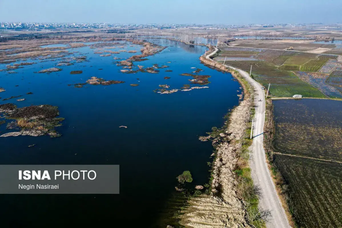 وقتی تالاب می‌میرد 