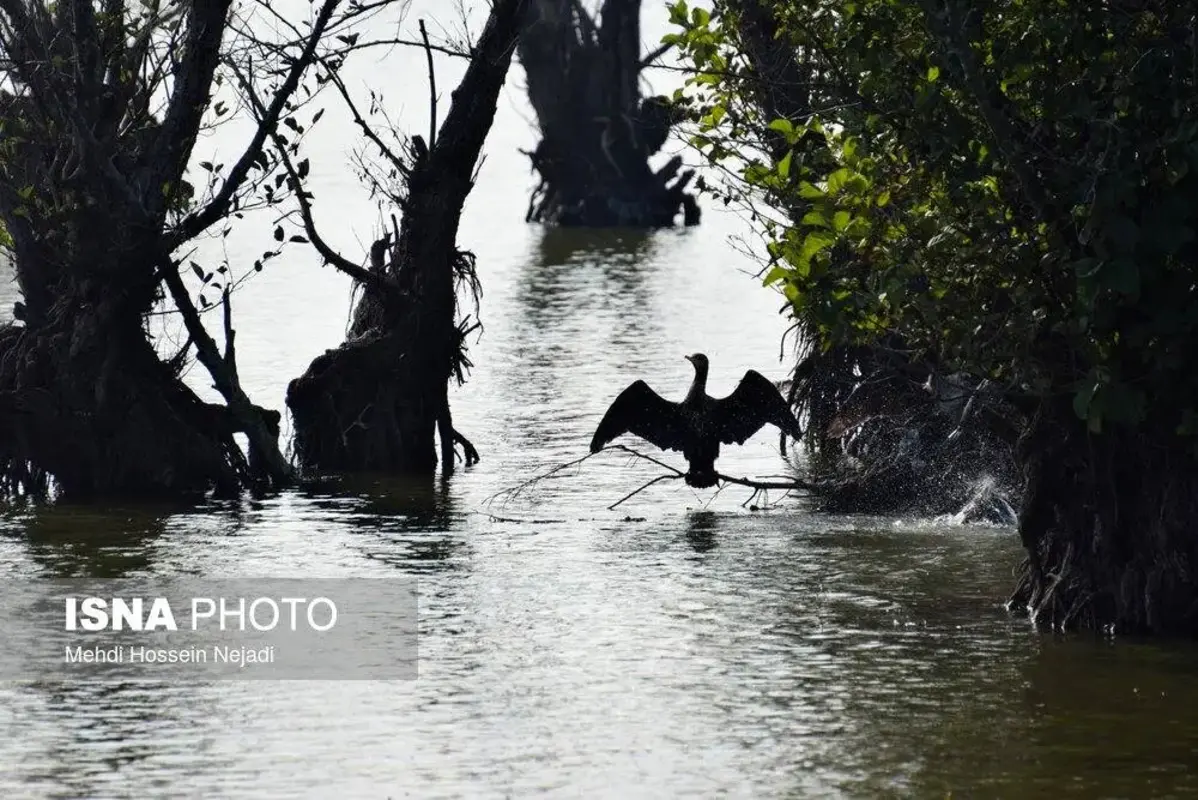 وقتی تالاب می‌میرد 