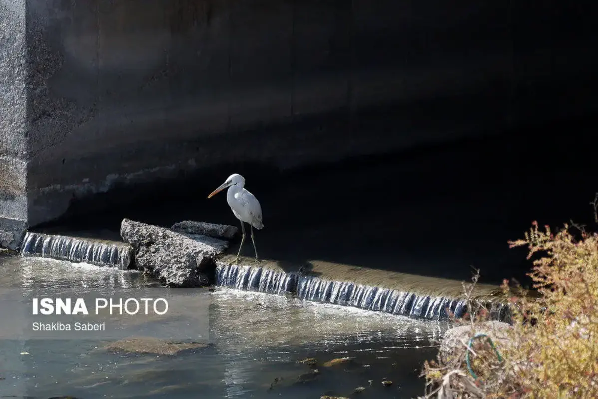 وقتی تالاب می‌میرد 