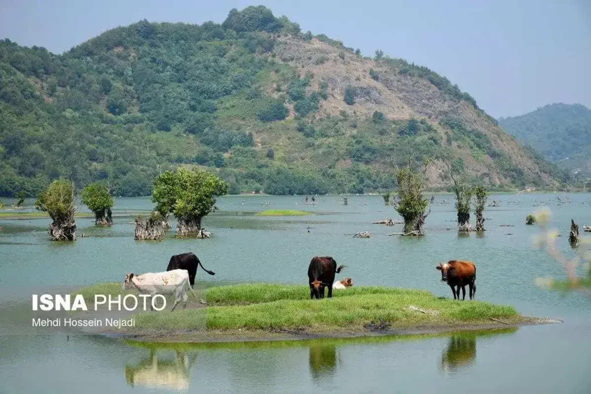 وقتی تالاب می‌میرد 