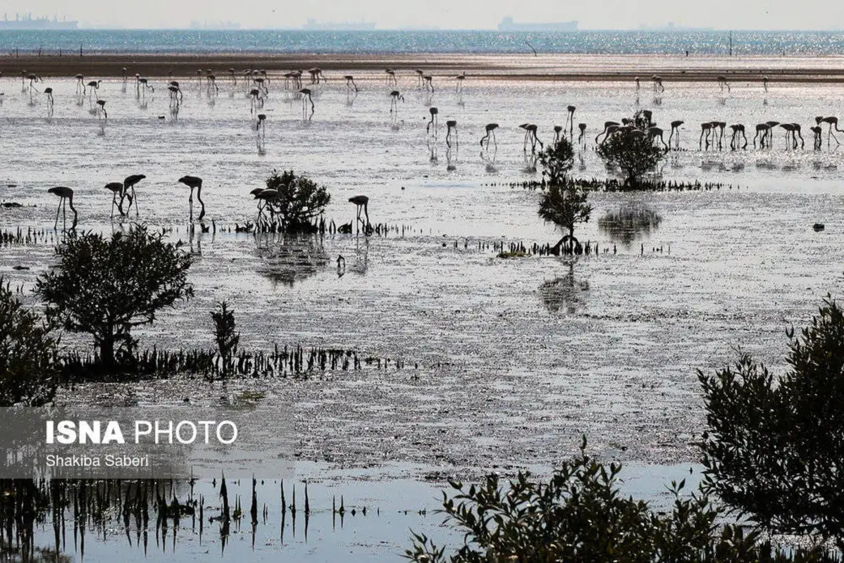 وقتی تالاب می‌میرد 