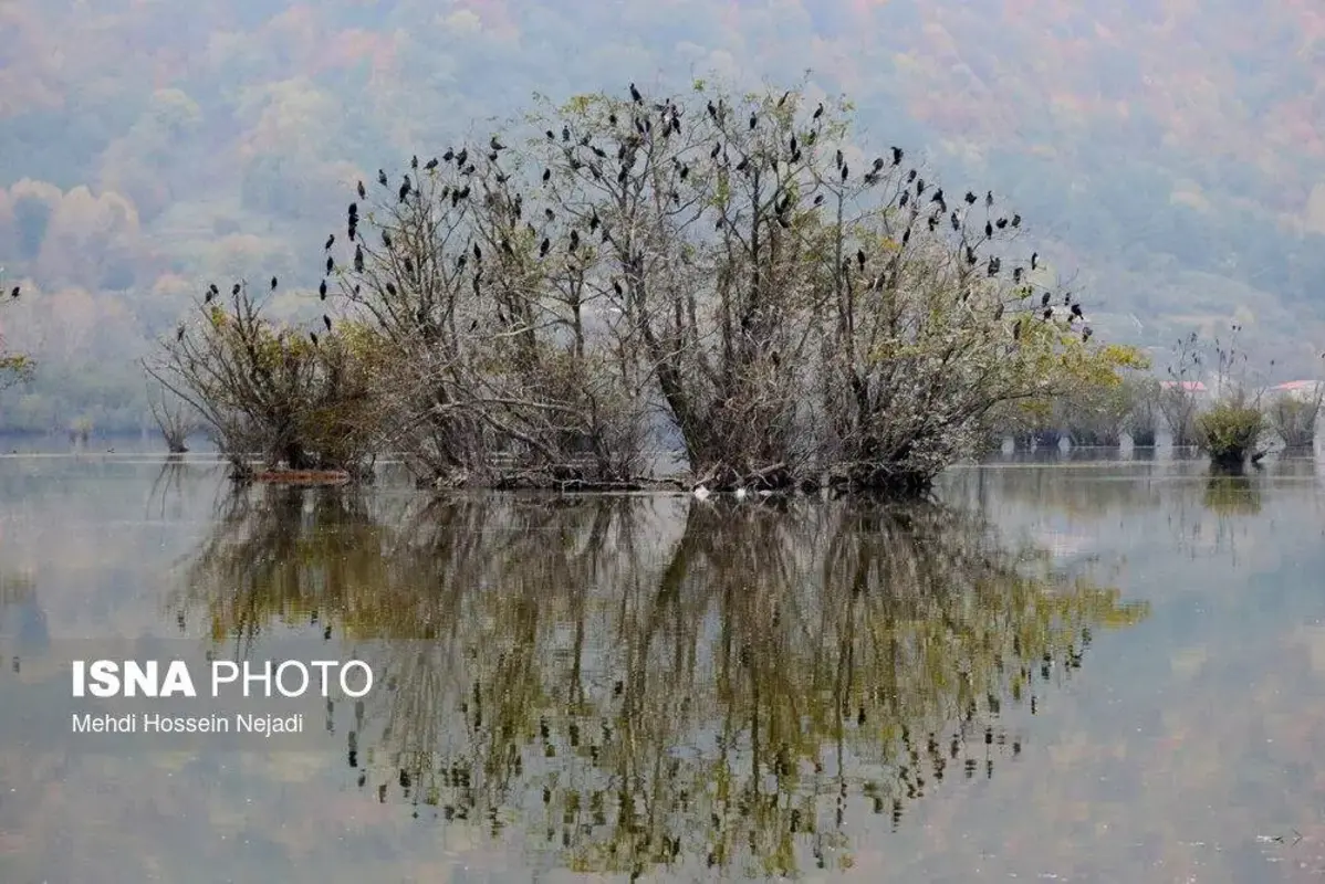 وقتی تالاب می‌میرد 