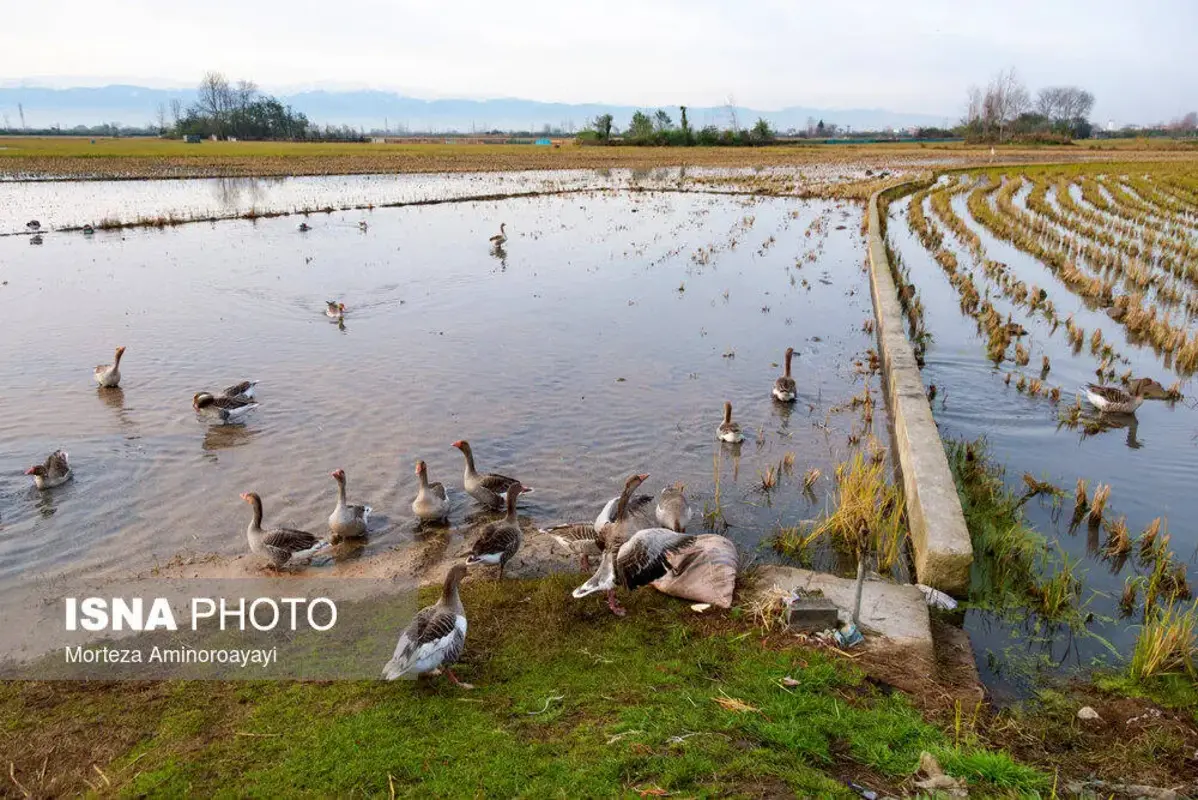 وقتی تالاب می‌میرد 