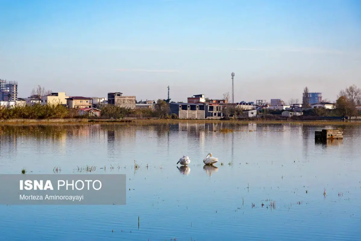 وقتی تالاب می‌میرد 