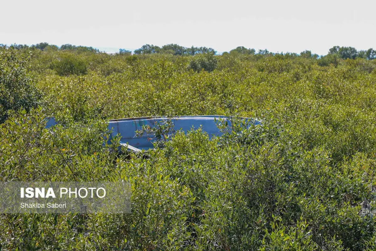 وقتی تالاب می‌میرد 