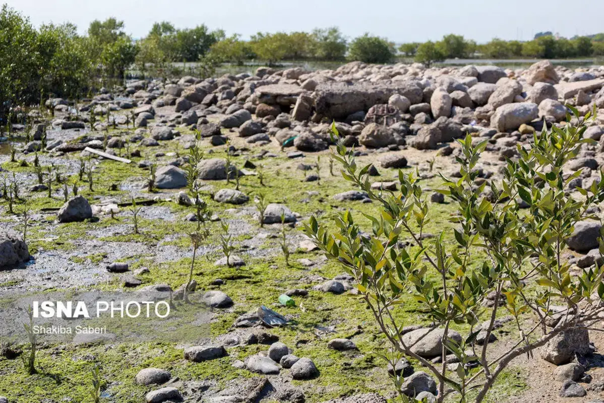 وقتی تالاب می‌میرد 