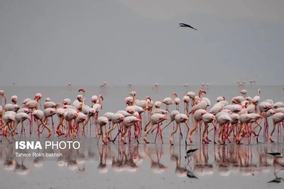 وقتی تالاب می‌میرد 