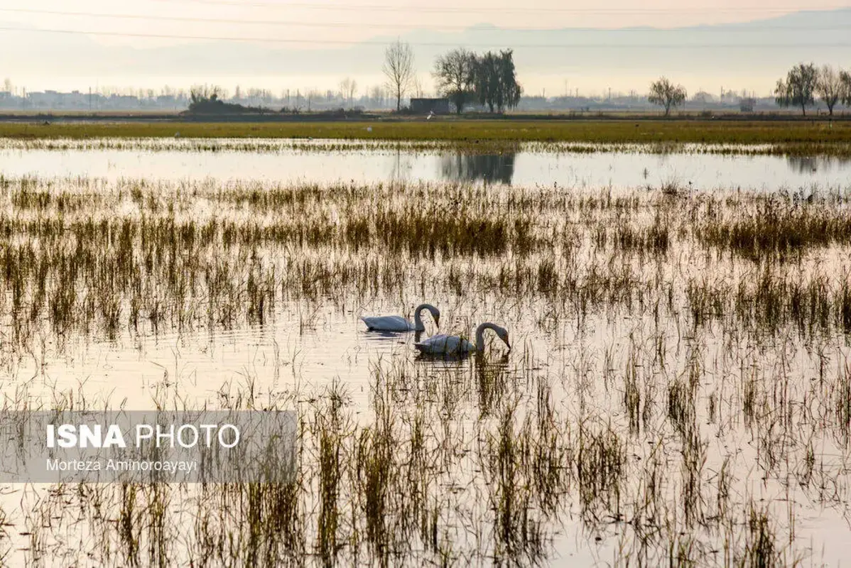 وقتی تالاب می‌میرد 