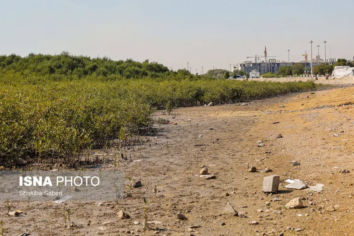 وقتی تالاب می‌میرد 