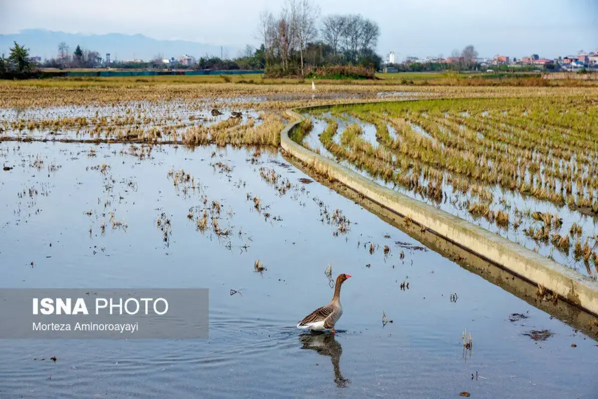 وقتی تالاب می‌میرد 
