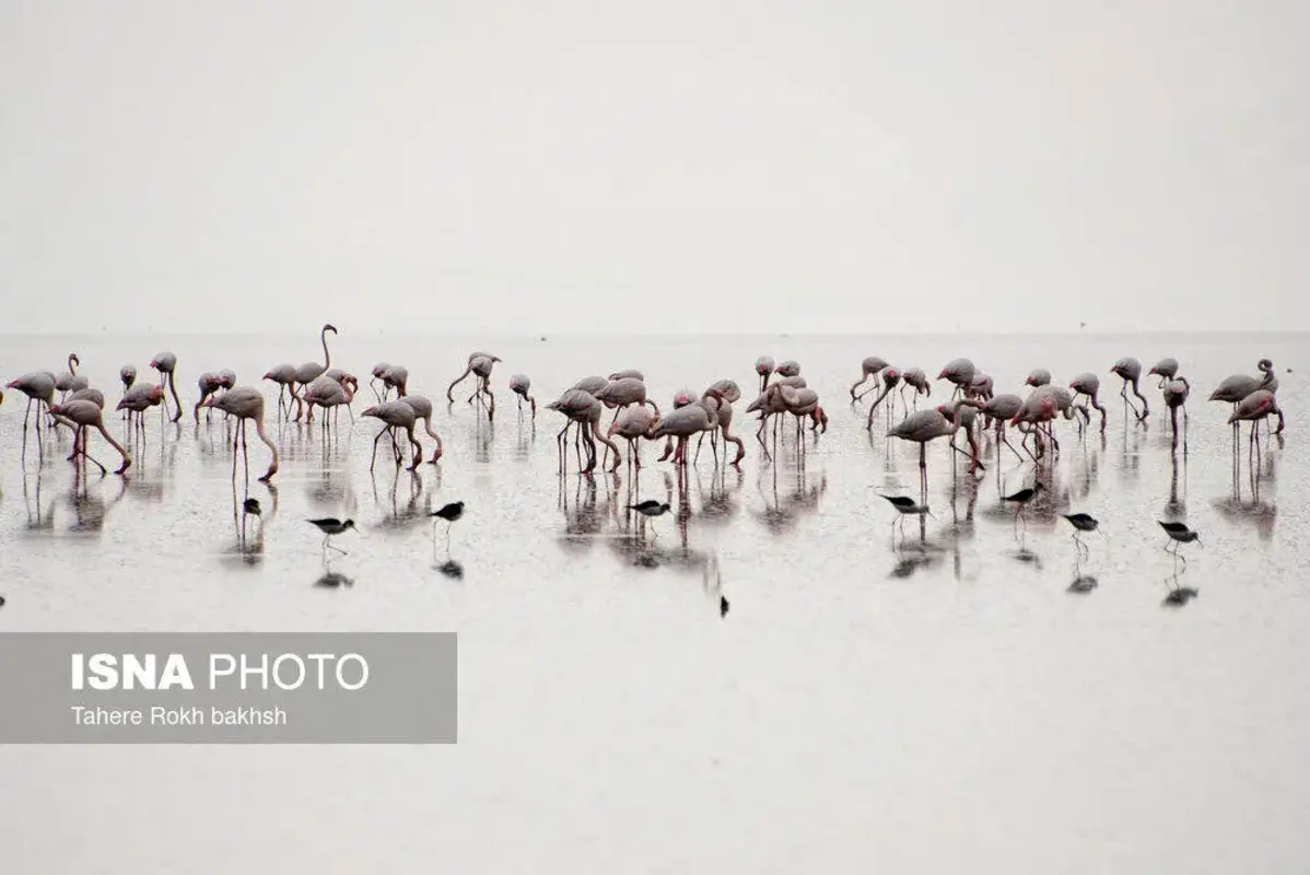 وقتی تالاب می‌میرد 