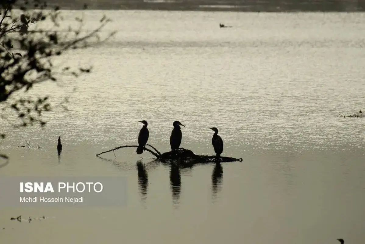 وقتی تالاب می‌میرد 
